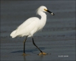 Egret;Florida;Southeast-USA;Snowy-Egret;feeding-behavior;one-animal;close-up;col